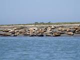 Elkhorn Slough 010